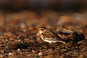 Snow bunting
